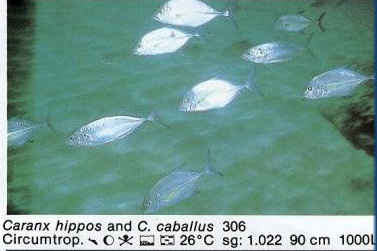 Caranx hippos
